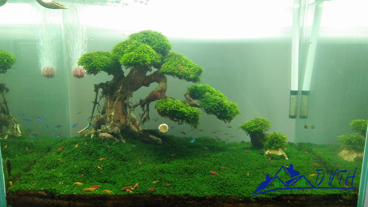 Lũa bonsai thủy sinh dài 40cm