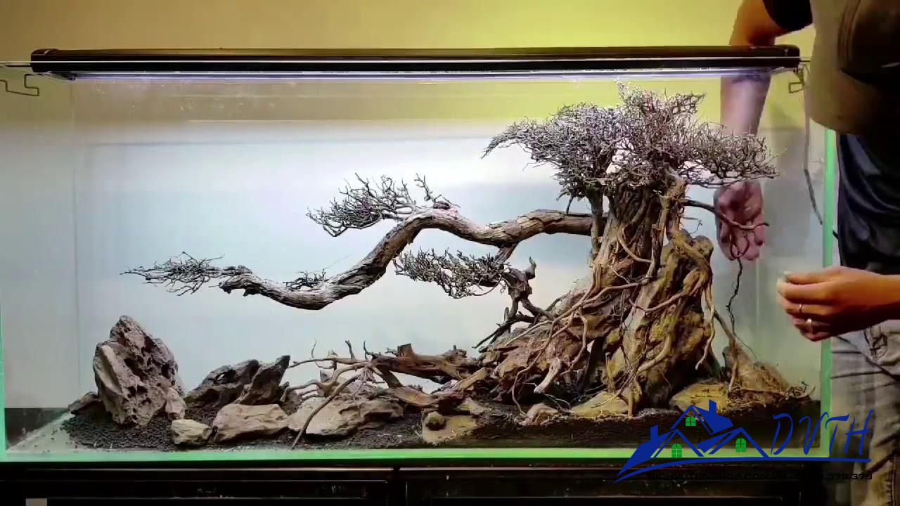 bonsai thuỷ sinh