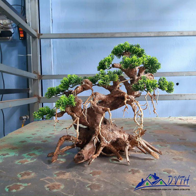 lũa bonsai thuỷ sinh cao 9cm dài 12