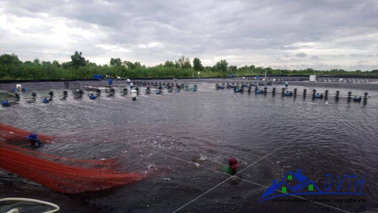 bạt nhựa lót hồ bể nuôi cá