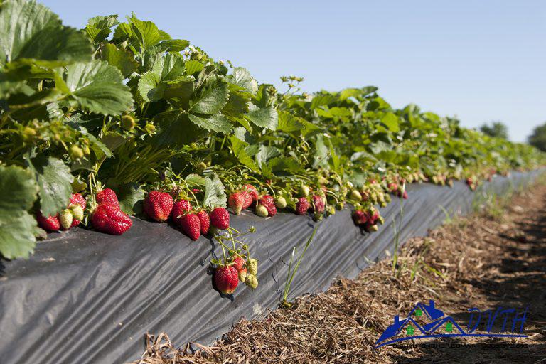 màng phủ nông nghiệp